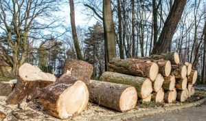 Fot. Marcin Płaszczyca