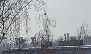 Fot. Karina Płaszczyca