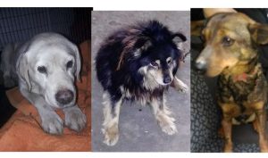 Fot. UG Wieprz, Lanckorona, UM Wadowice