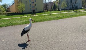 Fot. Marek Gaworczyk