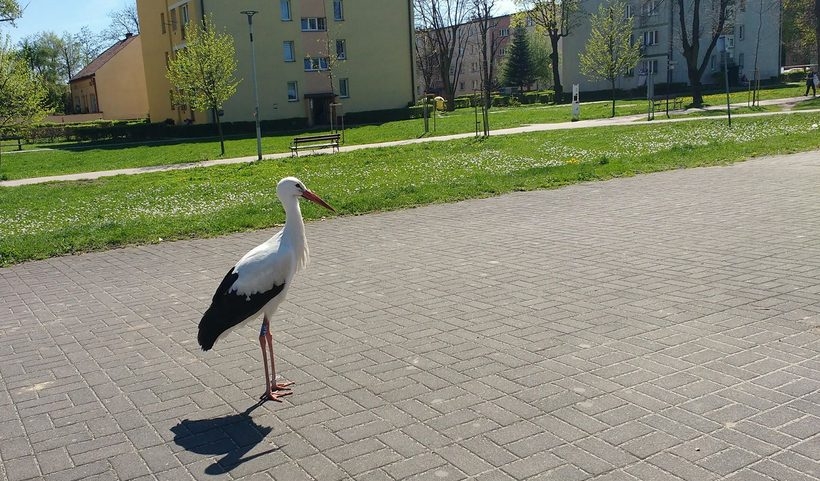 Fot. Marek Gaworczyk