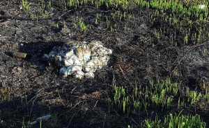 Fot. Karina Płaszczyca