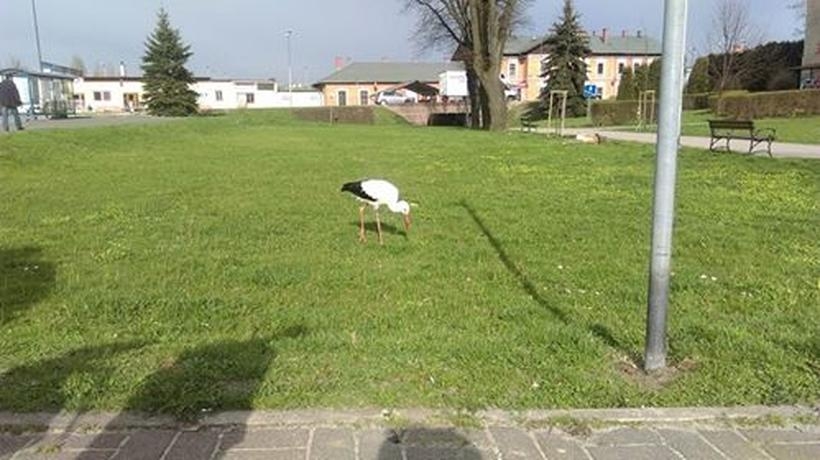 Fot. nadesłane/dlajoomla.wadowice24.promo-peak.ovh Magdalena