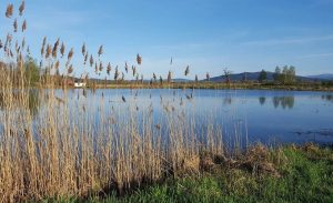 Fot. Karina Płaszczyca