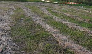 Fot. Karina Płaszczyca