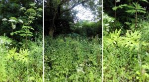 Fot. Archiwum/ nadesłane