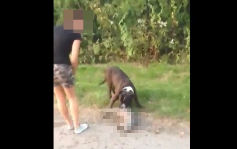 Fot. kadr z nagrania/nadesłane