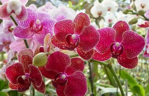 Fot. materiały promocyjne reklamodawcy