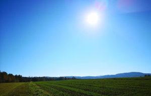 Fot. Karina Płaszczyca