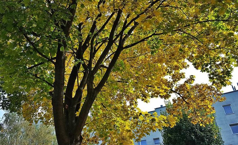 Fot. Karina Płaszczyca