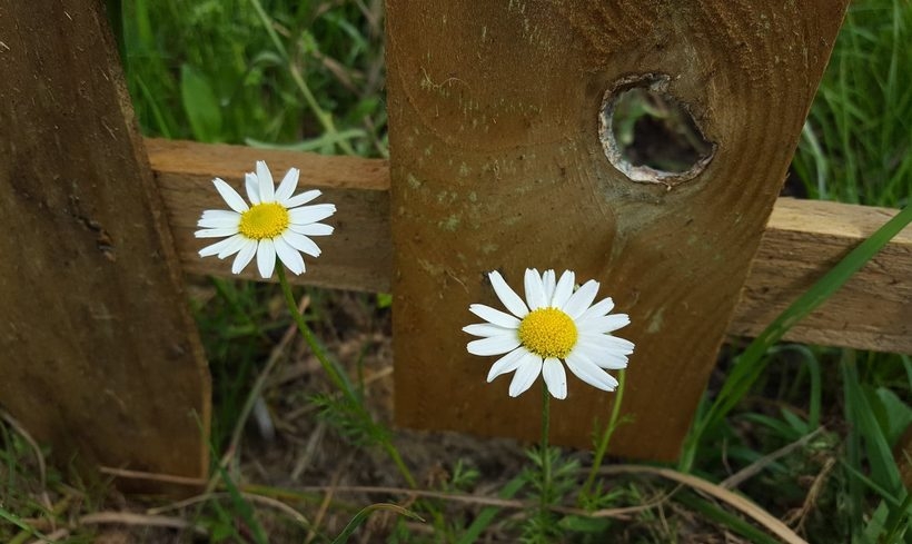 Fot. Karina Płaszczyca