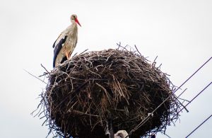 Fot. Marcin Płaszczyca