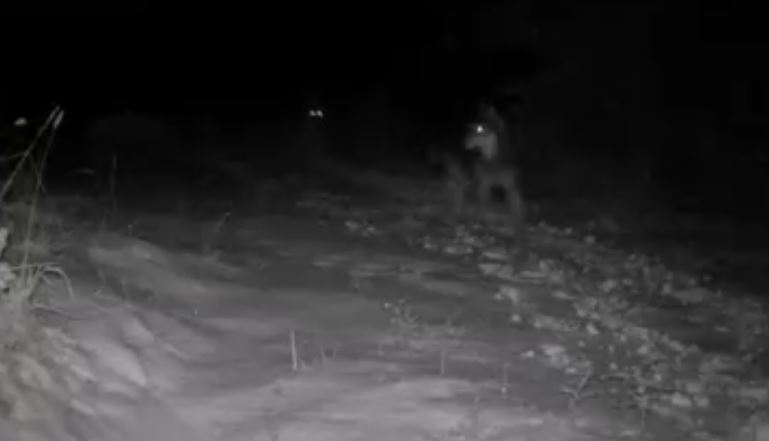 Fot. Facebook.pl/Marcin Martini - Wadowice na wesoło