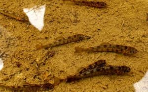 Fot. RZGW w Krakowie