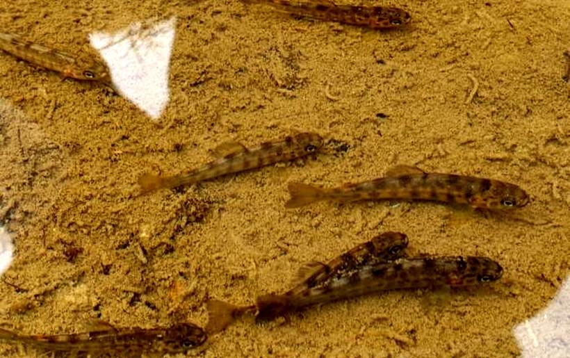 Fot. RZGW w Krakowie