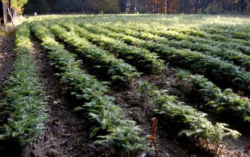 Fot. Nadleśnictwo Andrychów