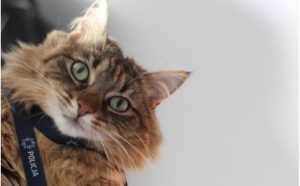 Fot. KWP Małopolska