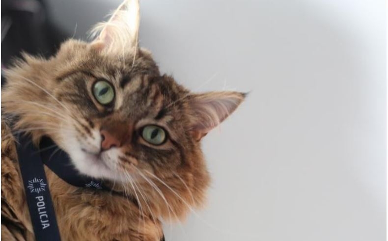 Fot. KWP Małopolska