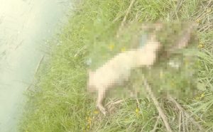 Fot. nadesłane #dlajoomla.wadowice24.promo-peak.ovh