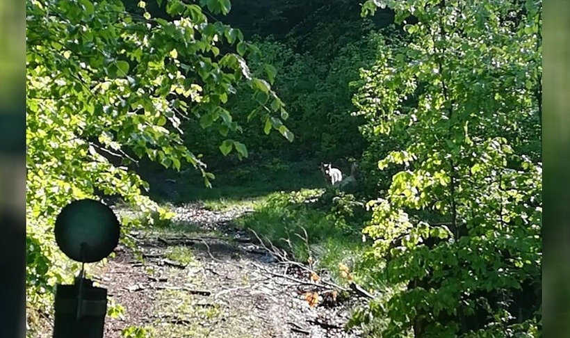 Fot. Nadesłane dla joomla.wadowice24.promo-peak.ovh