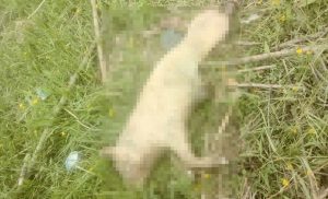 Fot. nadesłane #dlajoomla.wadowice24.promo-peak.ovh