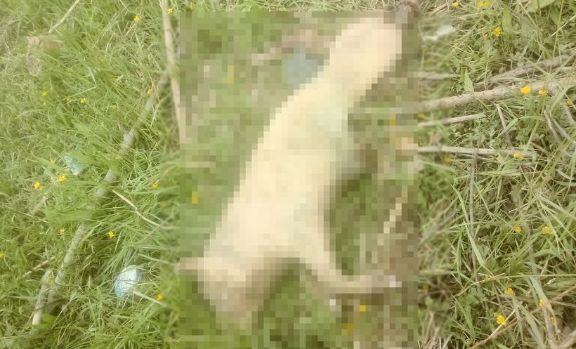 Fot. nadesłane #dlajoomla.wadowice24.promo-peak.ovh