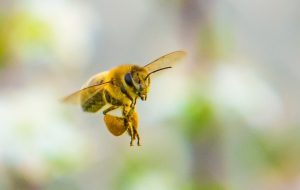 Fot. Marcin Płaszczyca