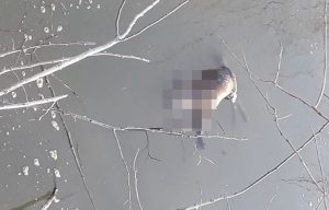 Fot. nadesłane #dlajoomla.wadowice24.promo-peak.ovh