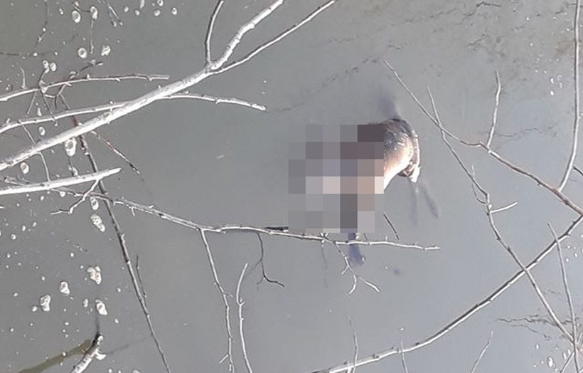 Fot. nadesłane #dlajoomla.wadowice24.promo-peak.ovh