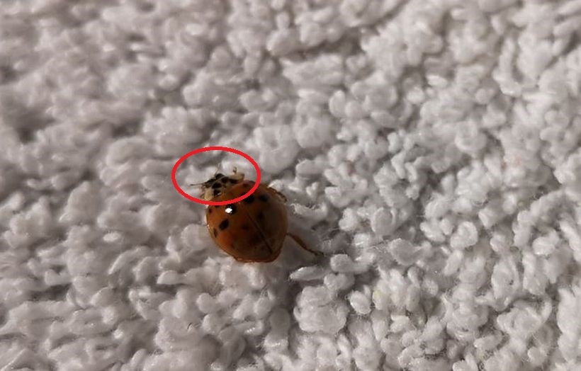 Fot. nadesłane/ miejscowość Wadowice