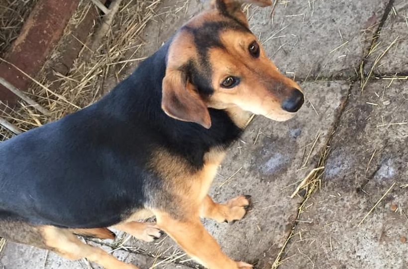 Fot. Facebook/ Wadowice zwierzęta zgubione.../ Dorota