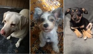 Fot. Facebook/nadesłane/Schronisko w Chełmku/ Wadowice zwierzęta zgubione...