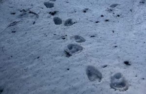 Fot. Babiogórski Park Narodowy