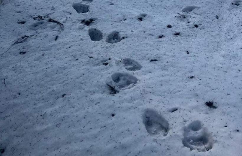 Fot. Babiogórski Park Narodowy