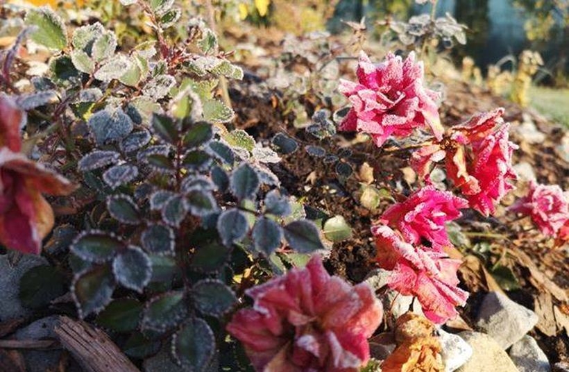 Fot. Karina Płaszczyca