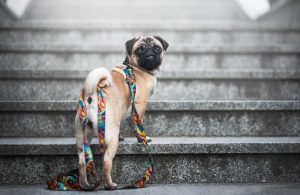 Fot. materiały właścicielki