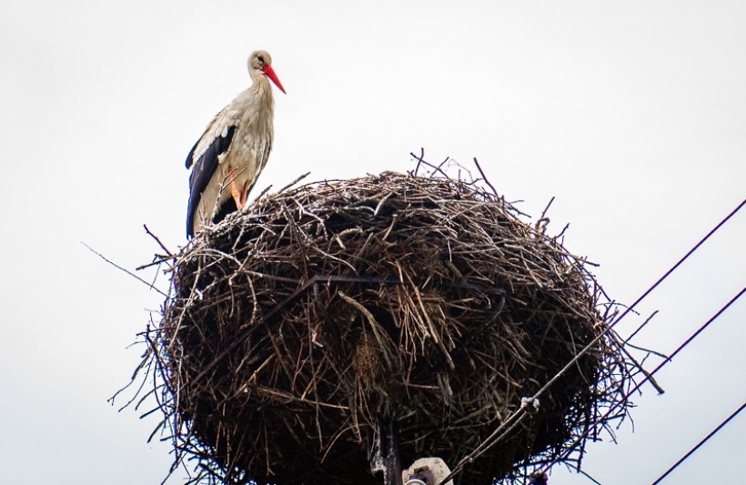 Fot. Marcin Płaszczyca