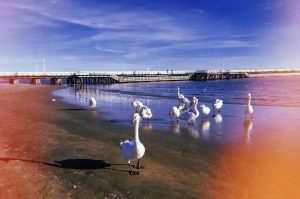 Fot. Julia Płaszczyca