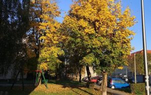 Fot. Karina Płaszczyca