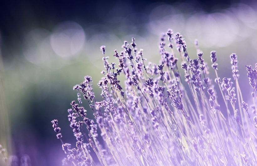 Fot. materiał prasowy reklamodawcy