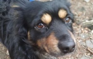 Fot. Facebook/GOPR Beskidy