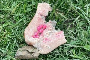 Fot. Facebook/Wadowice zwierzęta zgubione.../ Bogumiła