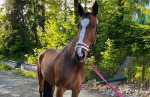 Fot. Facebook/ Stajnia na Kopcu