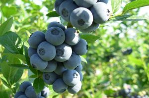 Fot. materiał prasowy reklamodawcy