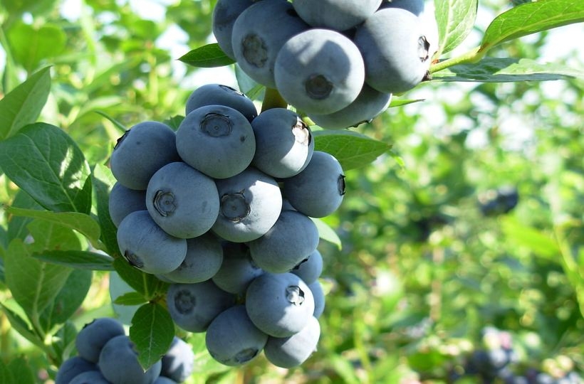 Fot. materiał prasowy reklamodawcy