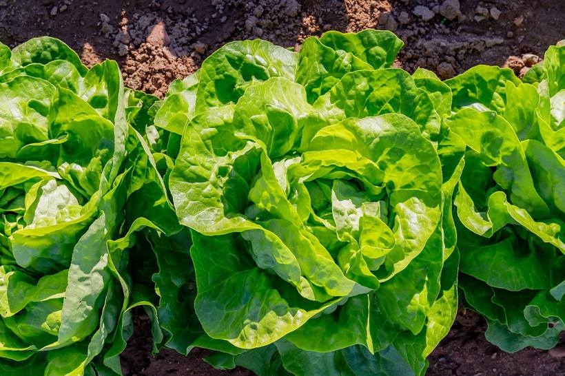 Fot. materiał prasowy reklamodawcy