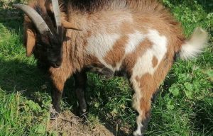 Fot. Facebook/ Oswiecim Miasto Pokoju