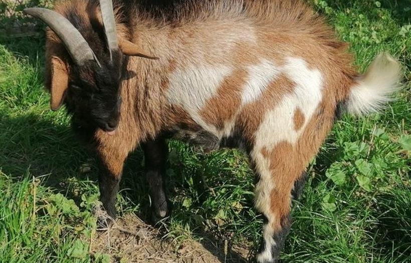 Fot. Facebook/ Oswiecim Miasto Pokoju