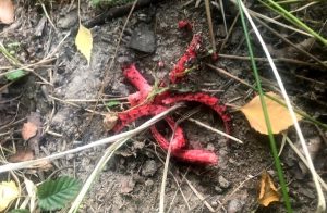 Fot. nadesłane #dlawadowice24