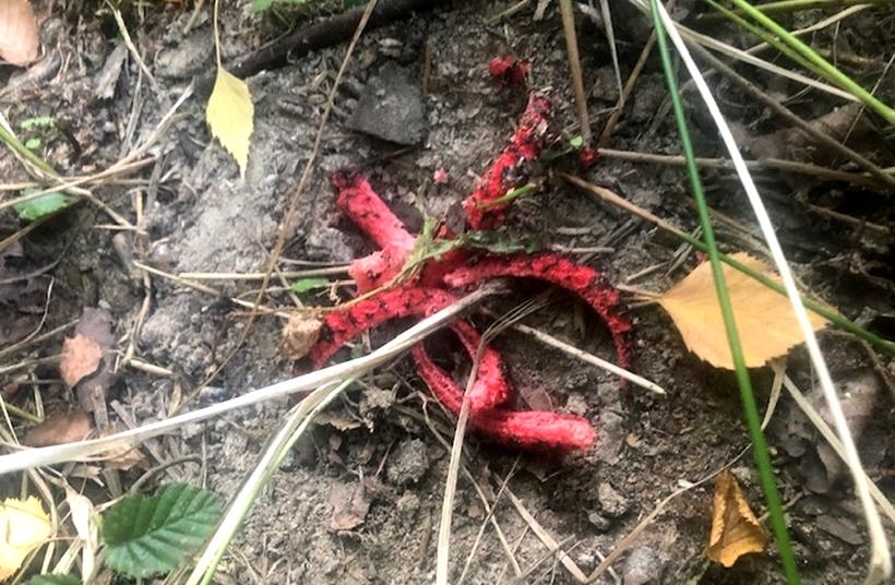 Fot. nadesłane #dlawadowice24